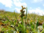 Die winzige Orchidee - Chamorchis alpina