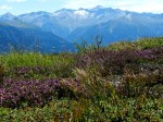 AB Zwergstrauchheiden und alpiner Rasen