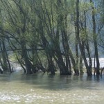 Noch ganz schön viel Wasser in der Donau!