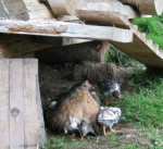 Henne mit ihren "Tusserln" (bei der Lindlingalm)