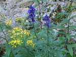 Patriotische Blumen - Eisenhut und Johanniskraut (oder?)