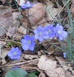 Leberblümchen - im Wald ist alles blau davon