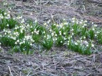 Unten im Brücklergraben - mehrere solche "Inseln" von Frühlingsknotenblumen!