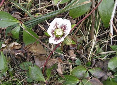 Die Schneerose