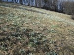 Die Schneeglöckerl-Wiese hinter der Hütte