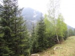 Die Wälder dampfen nach dem Regen