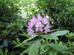 Rhododendron neben der Burg