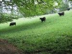 Das schwarze Rindervolk auf der Mittagskogel-Wiese