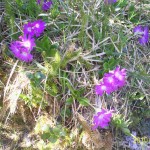 http://wandertipp.at