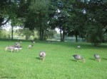 Gänse im Schlosspark