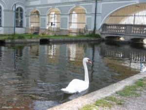 Schwäne Schlosskanal