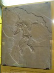 Archaeopteryx