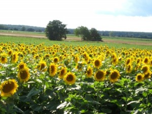 ein wunderbarer Blick über eines der zahlreichen Sonnenblumenfelder