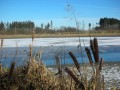 Am Teich