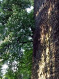 Hofbauerturm Hofbauerturm
