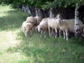 am Weg
