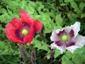 Mohnblüten