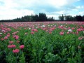 Mohnfeld