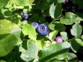 Heidelbeeren