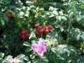 Heckenrose