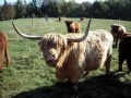 Highlander Highlander