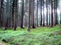 Hochwald